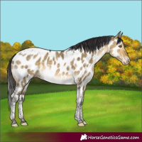 Horse Color:Buckskin Dun Tobiano Near Leopard Rabicano Brindle 