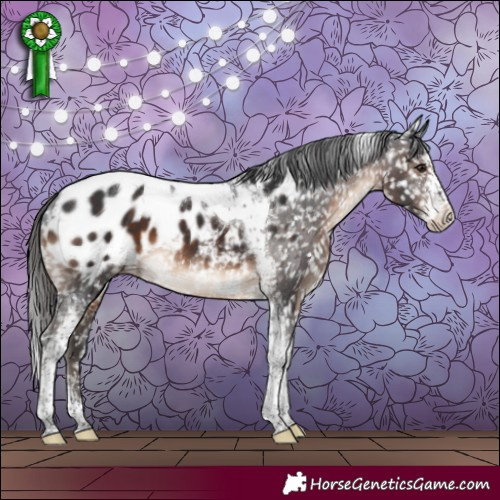 Horse Color:Brown Sabino Tobiano Appaloosa 