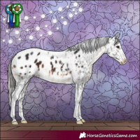 Horse Color:Brown Sabino Tobiano Appaloosa