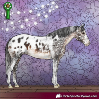 Horse Color:Brown Sabino Tobiano Appaloosa