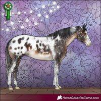 Horse Color:Brown Sabino Tobiano Appaloosa 