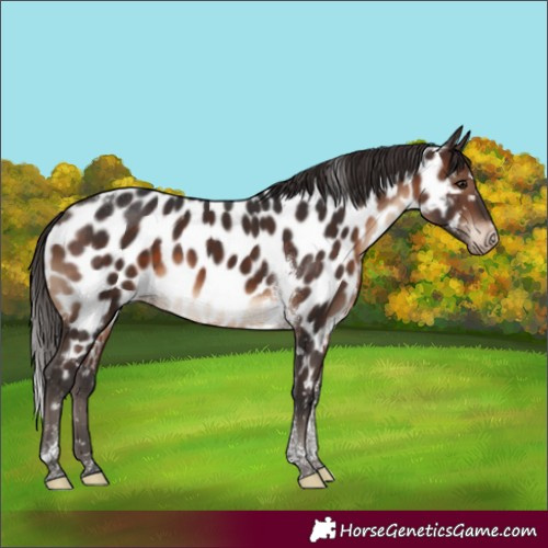 Horse Color:Brown Tobiano Appaloosa 
