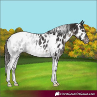 Horse Color:White Spotted Smoky Black Tobiano Appaloosa Rabicano