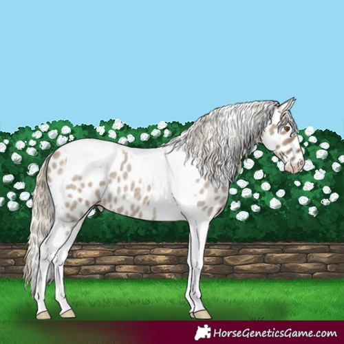 Horse Color:Silver Smoky Grullo Roan Tobiano Leopard 
