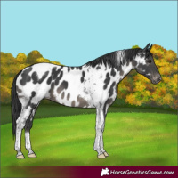Horse Color:Black Tobiano Near Leopard