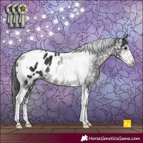 Horse Color:Black Sabino Tobiano Appaloosa Rabicano 