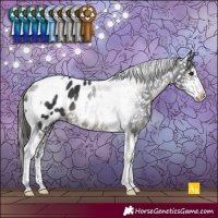 Horse Color:Black Sabino Tobiano Appaloosa Rabicano 