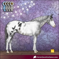 Horse Color:Black Sabino Tobiano Appaloosa Rabicano 