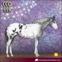 Horse Color:Black Sabino Tobiano Appaloosa Rabicano