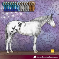 Horse Color:Black Sabino Tobiano Appaloosa Rabicano