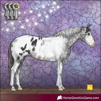 Horse Color:Black Sabino Tobiano Appaloosa Rabicano 