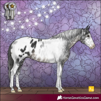 Horse Color:Black Sabino Tobiano Appaloosa Rabicano 