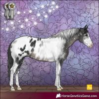 Horse Color:Black Sabino Tobiano Appaloosa Rabicano