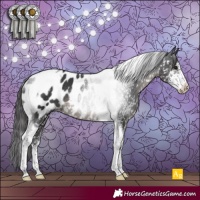 Horse Color:Black Sabino Tobiano Appaloosa Rabicano