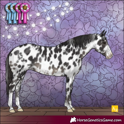 Horse Color:White Spotted Smoky Black Sabino Appaloosa Rabicano 