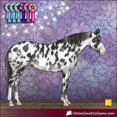 Horse Color:White Spotted Smoky Black Sabino Appaloosa Rabicano 