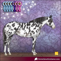 Horse Color:White Spotted Smoky Black Sabino Appaloosa Rabicano 