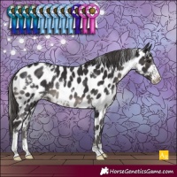 Horse Color:White Spotted Smoky Black Sabino Appaloosa Rabicano
