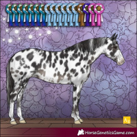 Horse Color:White Spotted Smoky Black Sabino Near Leopard Rabicano