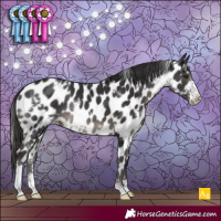 Horse Color:White Spotted Smoky Black Sabino Appaloosa Rabicano 
