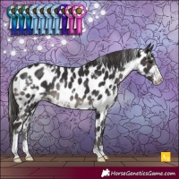 Horse Color:White Spotted Smoky Black Sabino Appaloosa Rabicano