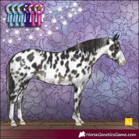 Horse Color:White Spotted Smoky Black Sabino Appaloosa Rabicano 