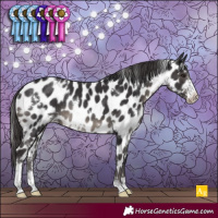 Horse Color:White Spotted Smoky Black Sabino Appaloosa Rabicano