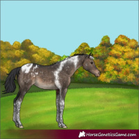 Horse Color:Brown Dun Tobiano Appaloosa