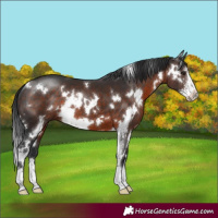 Horse Color:White Spotted Brown Sabino 