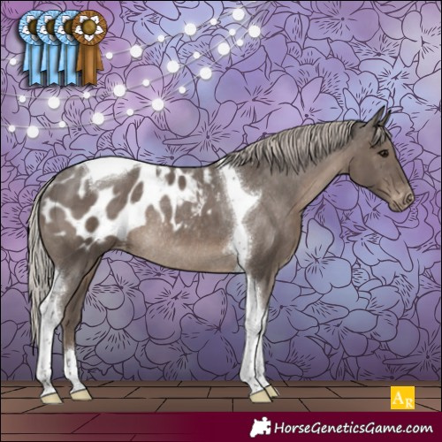 Horse Color:Silver Black Tobiano Appaloosa Rabicano 