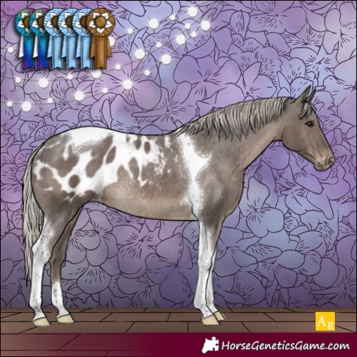 Horse Color:Silver Black Tobiano Appaloosa Rabicano 