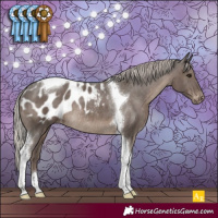 Horse Color:Silver Black Tobiano Appaloosa Rabicano 