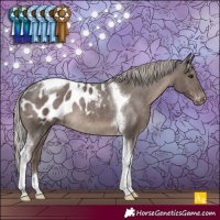 Horse Color:Silver Black Tobiano Appaloosa Rabicano