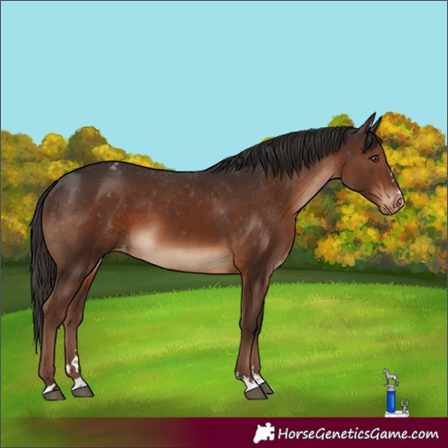 Horse Color:Liver Chestnut Appaloosa 