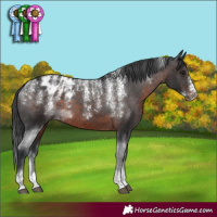 Horse Color:Powder White Brown Appaloosa