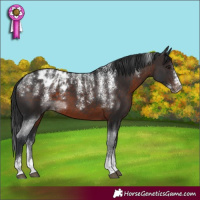 Horse Color:Powder White Brown Appaloosa