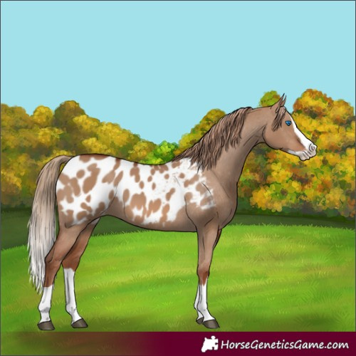 Horse Color:Red Dun Splash Appaloosa