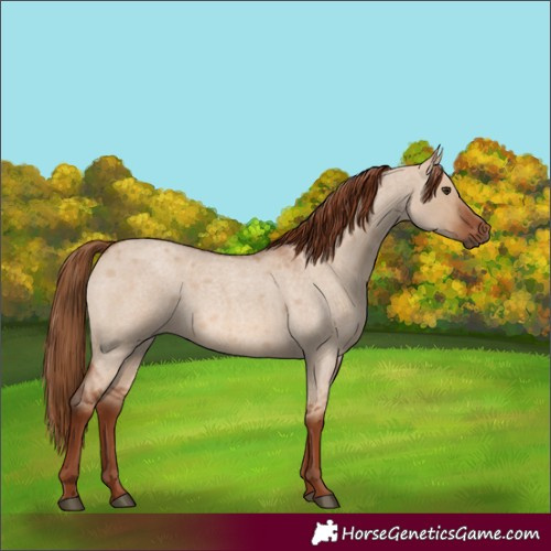Horse Color:Red Dun Roan 