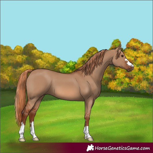 Horse Color:Red Dun