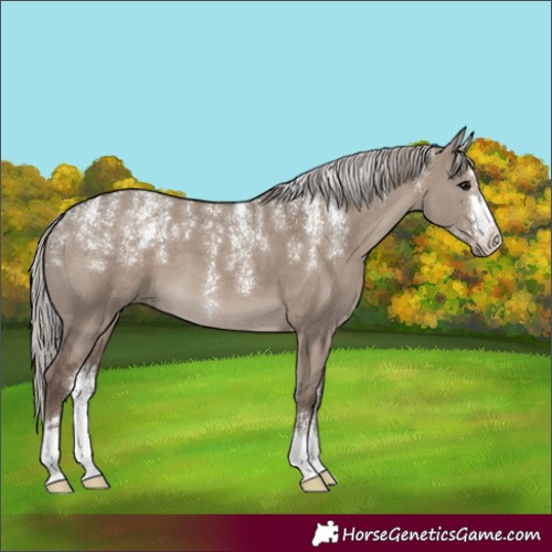 Horse Color:Powder White Silver Grullo 