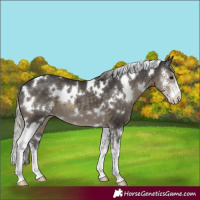 Horse Color:White Spotted Silver Smoky Black Sabino 