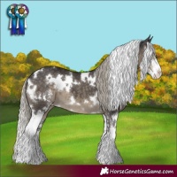 Horse Color:White Spotted Silver Smoky Black Sabino 