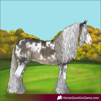 Horse Color:White Spotted Silver Smoky Black Sabino 