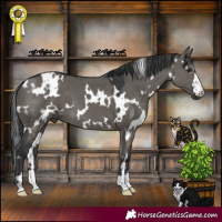 Horse Color:White Spotted Grullo 