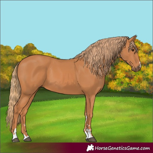 Horse Color:Chestnut 