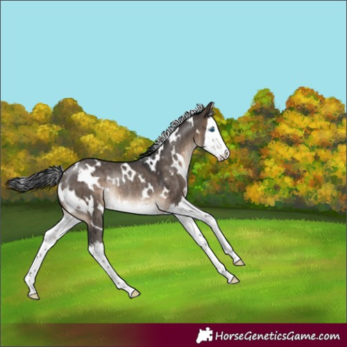 Horse Color:White Spotted Brown Dun Splash Rabicano