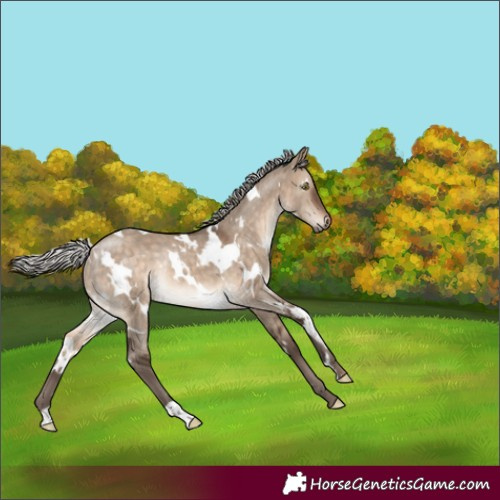 Horse Color:White Spotted Silver Brown Dun Rabicano 