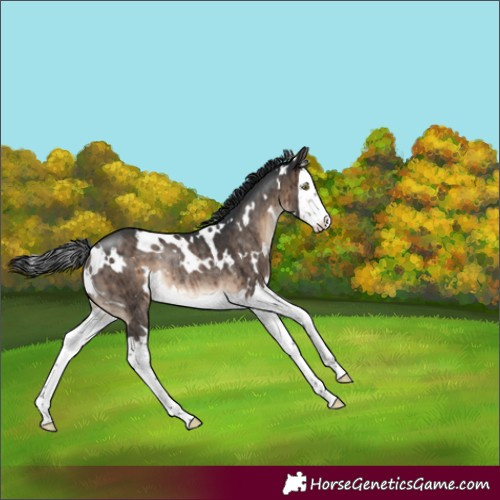 Horse Color:White Spotted Brown Dun Splash Rabicano Brindle 