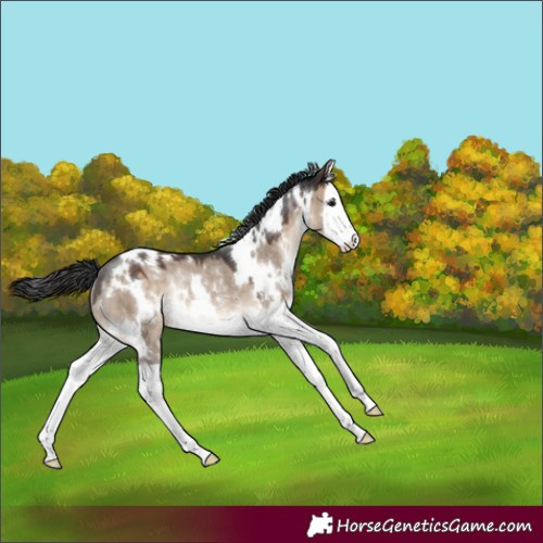 Horse Color:White Spotted Brown Dun Splash Rabicano