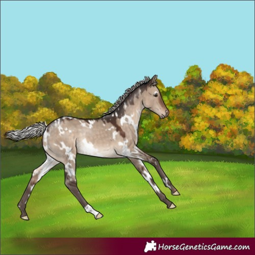 Horse Color:White Spotted Silver Brown Dun Rabicano